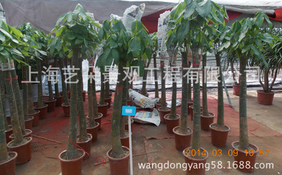 綠植租擺圖片/綠植租擺樣板圖 (3)