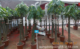 綠植租擺圖片/綠植租擺樣板圖 (2)