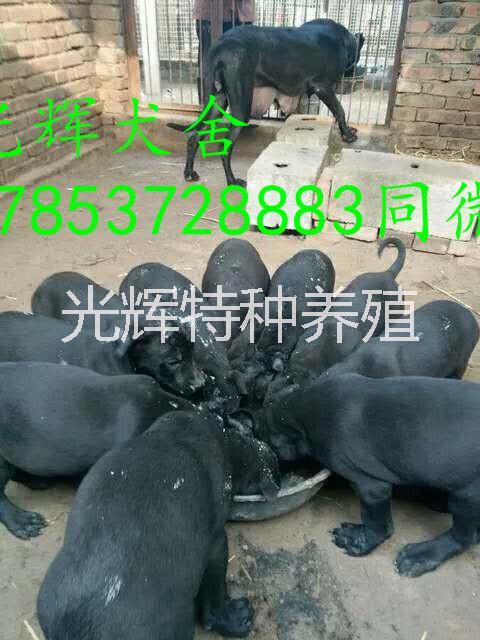 黑狼圖片/黑狼樣板圖 (2)