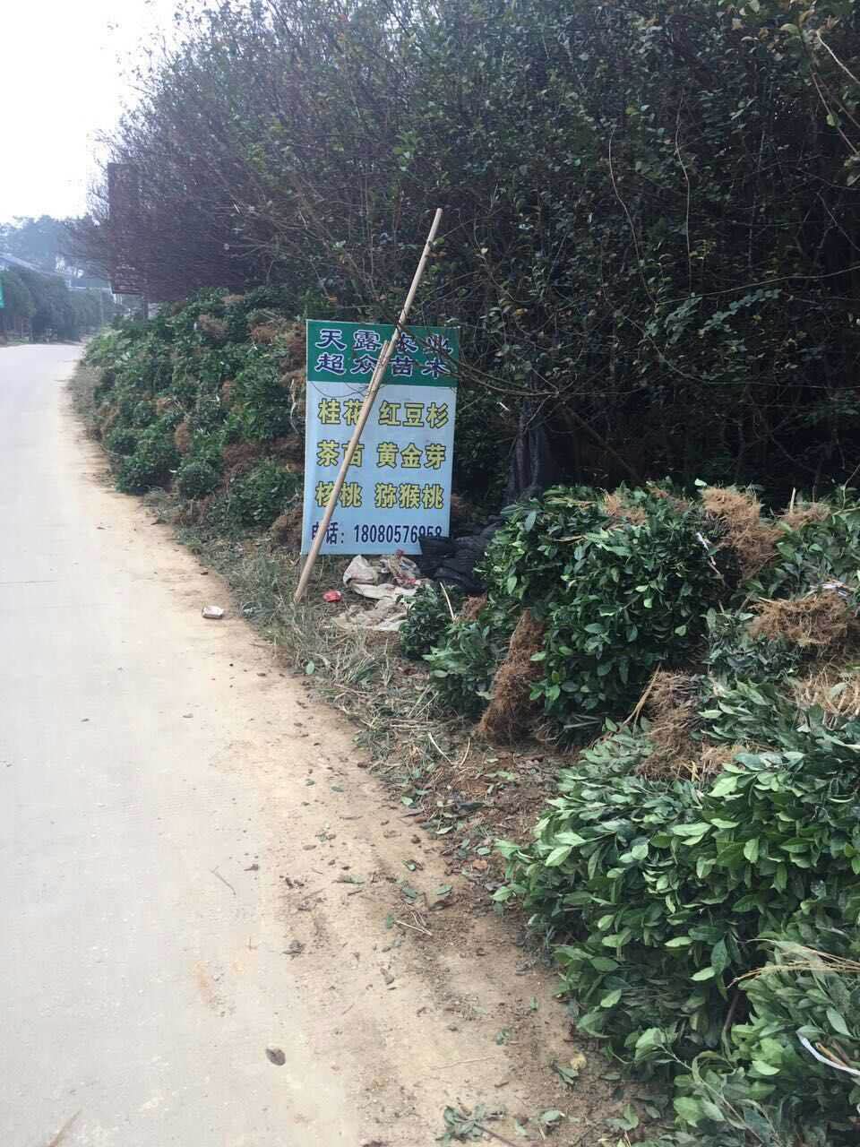 貴州茶葉苗/貴州福鼎大白茶苗/貴州黃金芽茶苗/貴州中茶108茶苗