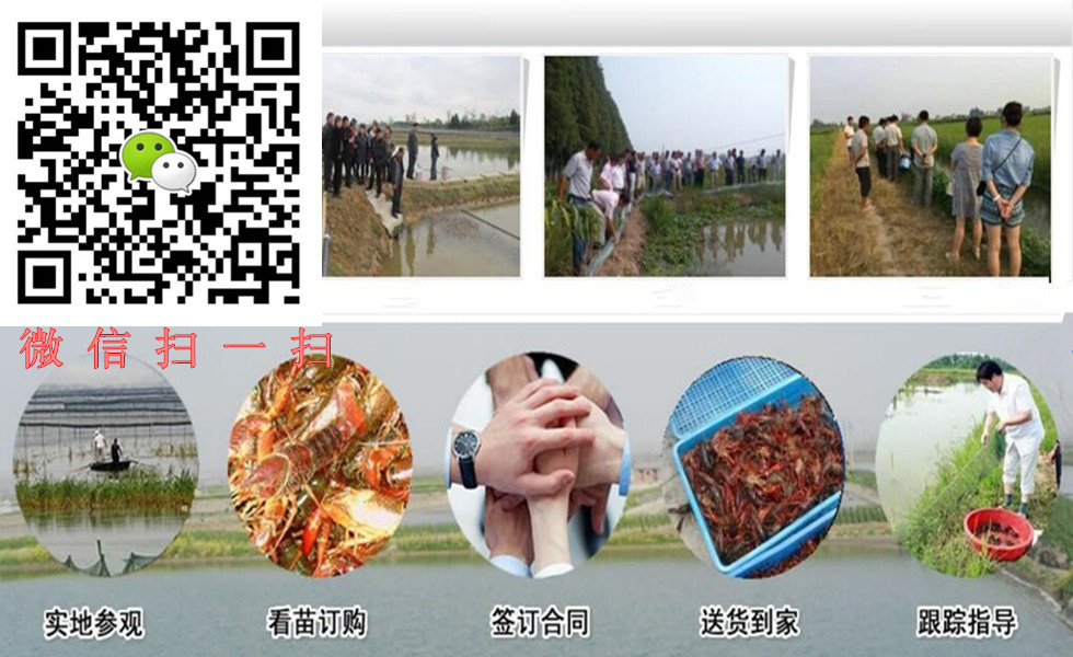 小龍蝦苗圖片/小龍蝦苗樣板圖 (3)