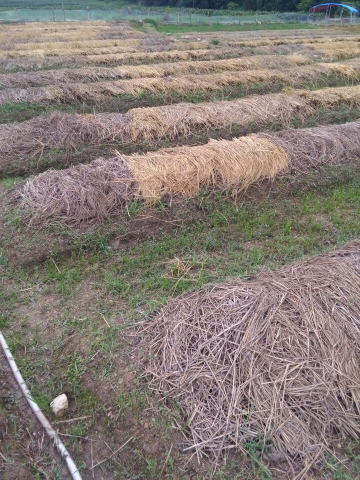 蚯蚓糞圖片/蚯蚓糞樣板圖 (4)