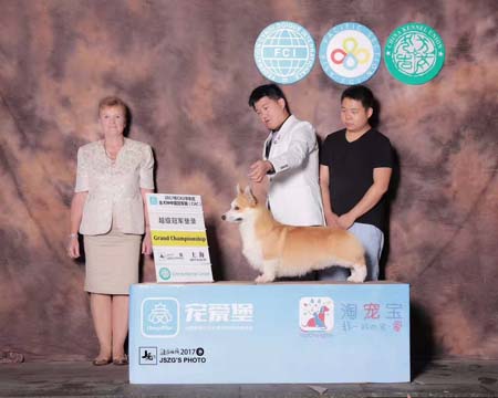 西安君鵬犬舍 賽級冠 軍柯基犬寶寶出售 種公借配