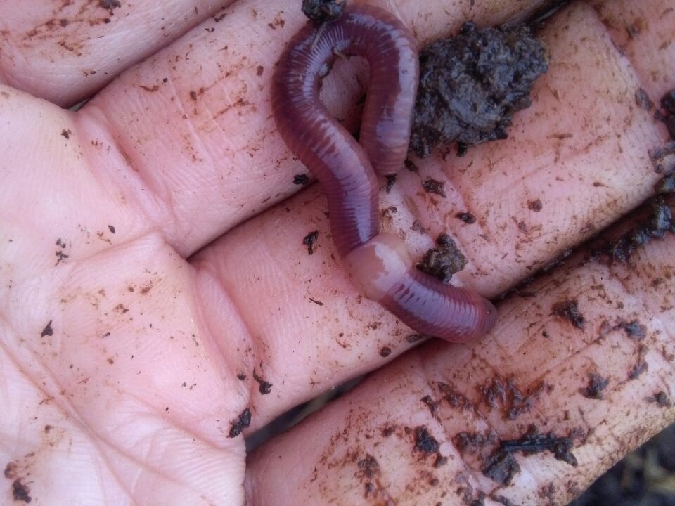 蚯蚓圖片/蚯蚓樣板圖 (1)