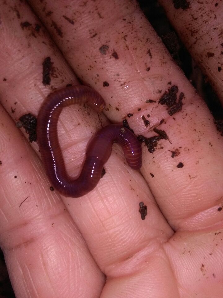 湖南蚯蚓批發(fā)基地圖片