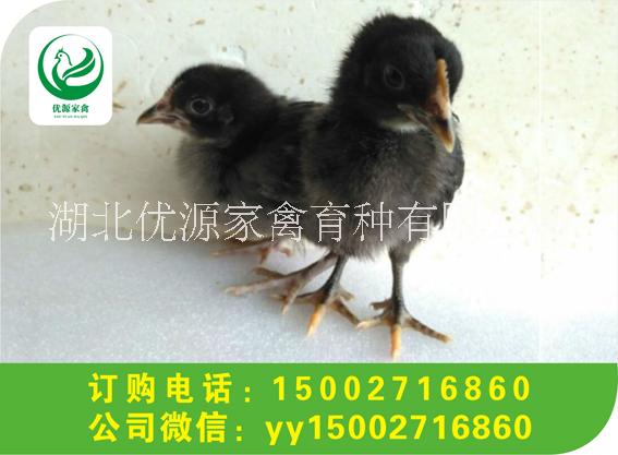 高產(chǎn)黑羽紅冠綠殼蛋雞苗圖片/高產(chǎn)黑羽紅冠綠殼蛋雞苗樣板圖 (2)