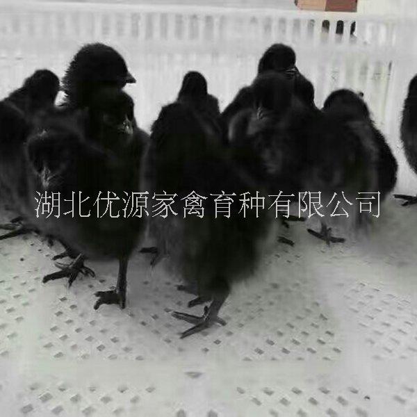 綠殼蛋雞苗圖片/綠殼蛋雞苗樣板圖 (2)