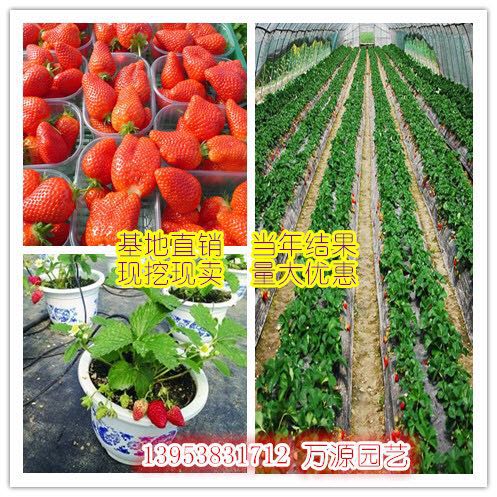 草莓苗圖片/草莓苗樣板圖 (2)