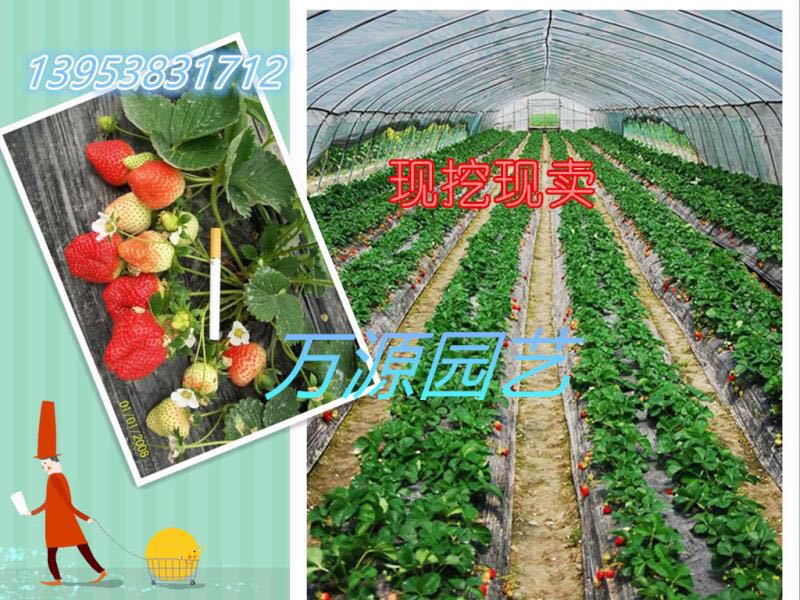 全明星草莓圖片/全明星草莓樣板圖 (1)