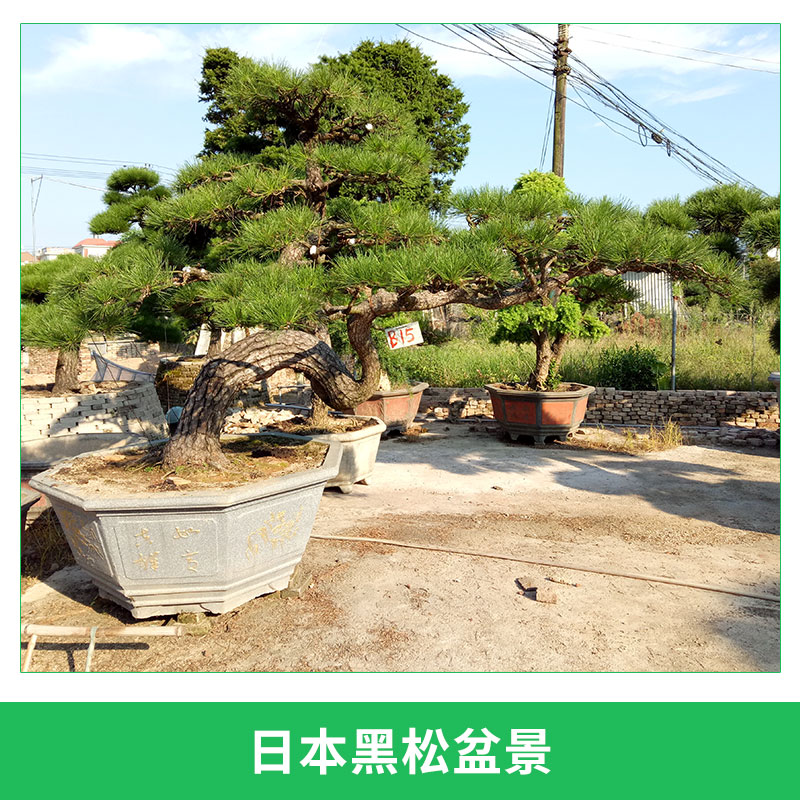 黑松盆圖片/黑松盆樣板圖 (4)