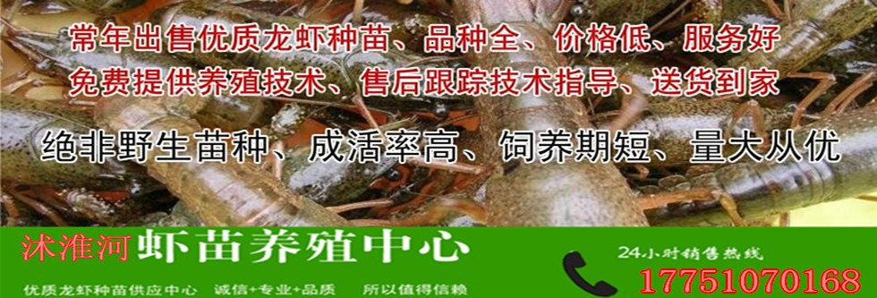 龍蝦苗圖片/龍蝦苗樣板圖 (1)