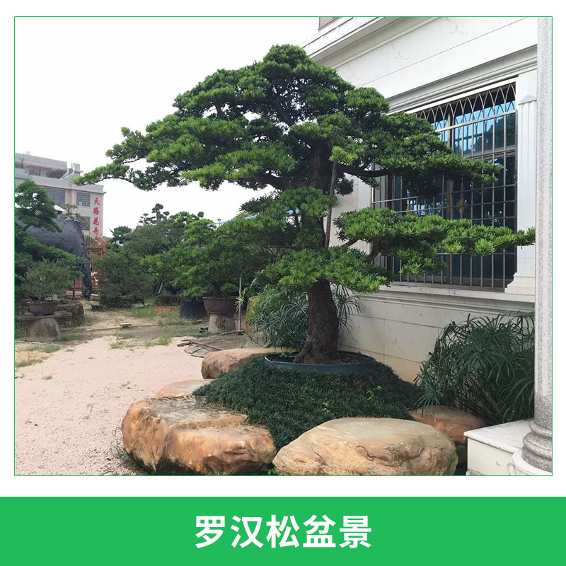 羅漢松盆景室內(nèi)外造型綠植盆栽四季常青羅漢松樹(shù)盆景圖片
