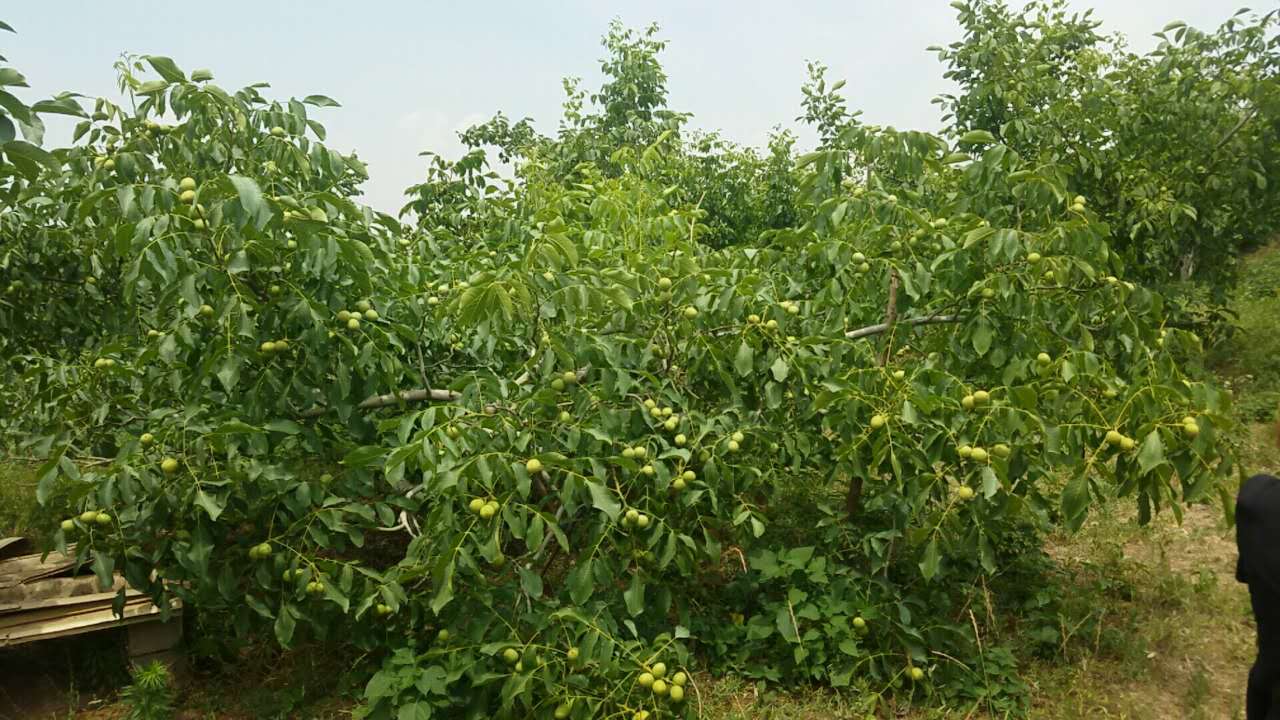 核桃樹苗圖片/核桃樹苗樣板圖 (2)