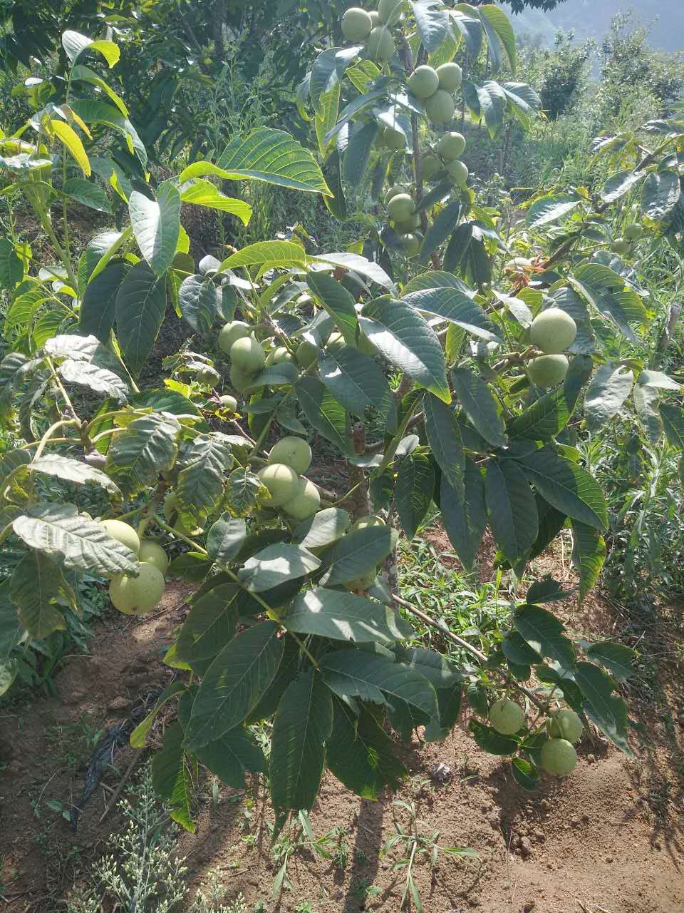 核桃樹苗圖片/核桃樹苗樣板圖 (3)