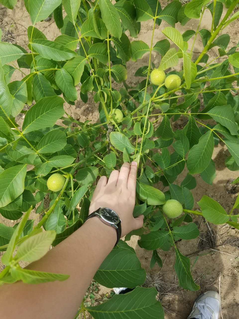 核桃苗薄皮早实品种山东核桃苗基地核桃苗 核桃苗薄皮早实品种山东核桃苗基地，哪里有卖核桃苗，冠核一号核桃苗核桃苗多少钱一棵