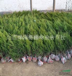 蜀檜圖片/蜀檜樣板圖 (1)