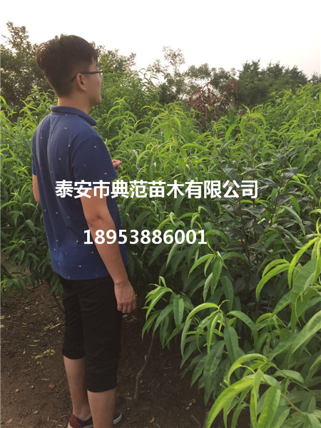 桃樹苗圖片/桃樹苗樣板圖 (2)