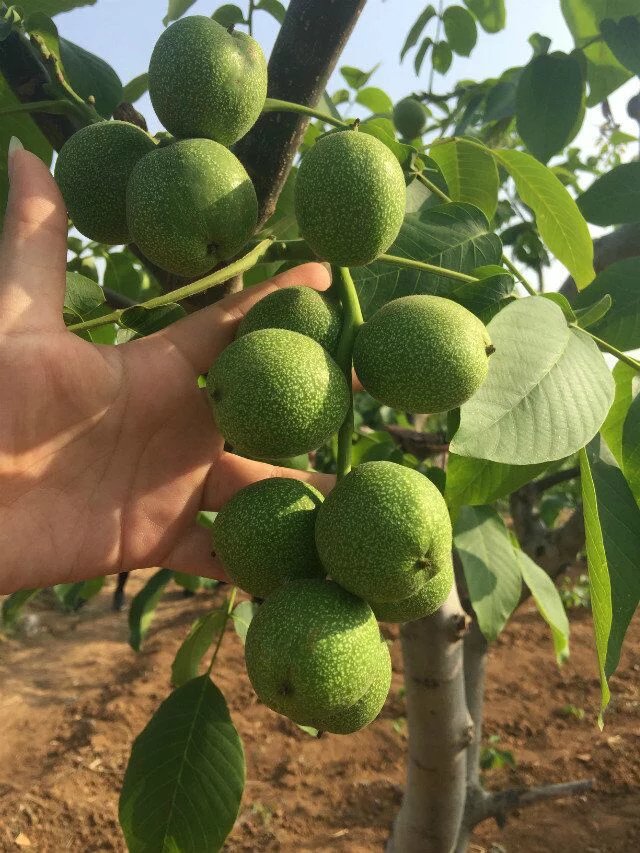 冠核系列優(yōu)質(zhì)薄皮核桃苗 短枝結(jié)果 早實高產(chǎn) 畝產(chǎn)可達千斤 核桃苗基地