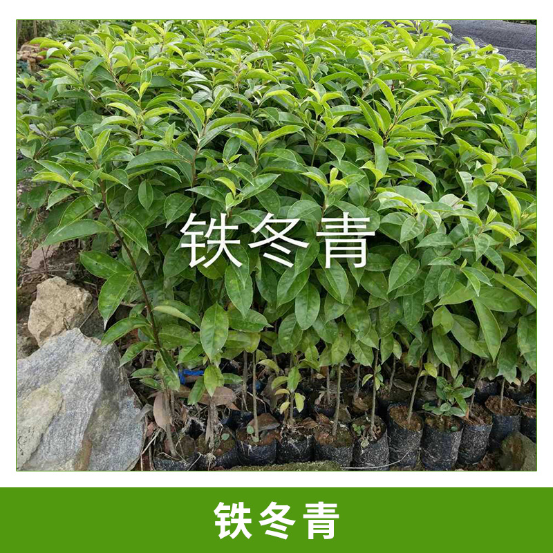 園林觀賞樹(shù)鐵冬青/救必應(yīng)/*木/白銀香/過(guò)山風(fēng)杯栽小苗基地直銷(xiāo)
