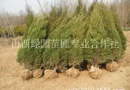 蜀檜圖片/蜀檜樣板圖 (2)