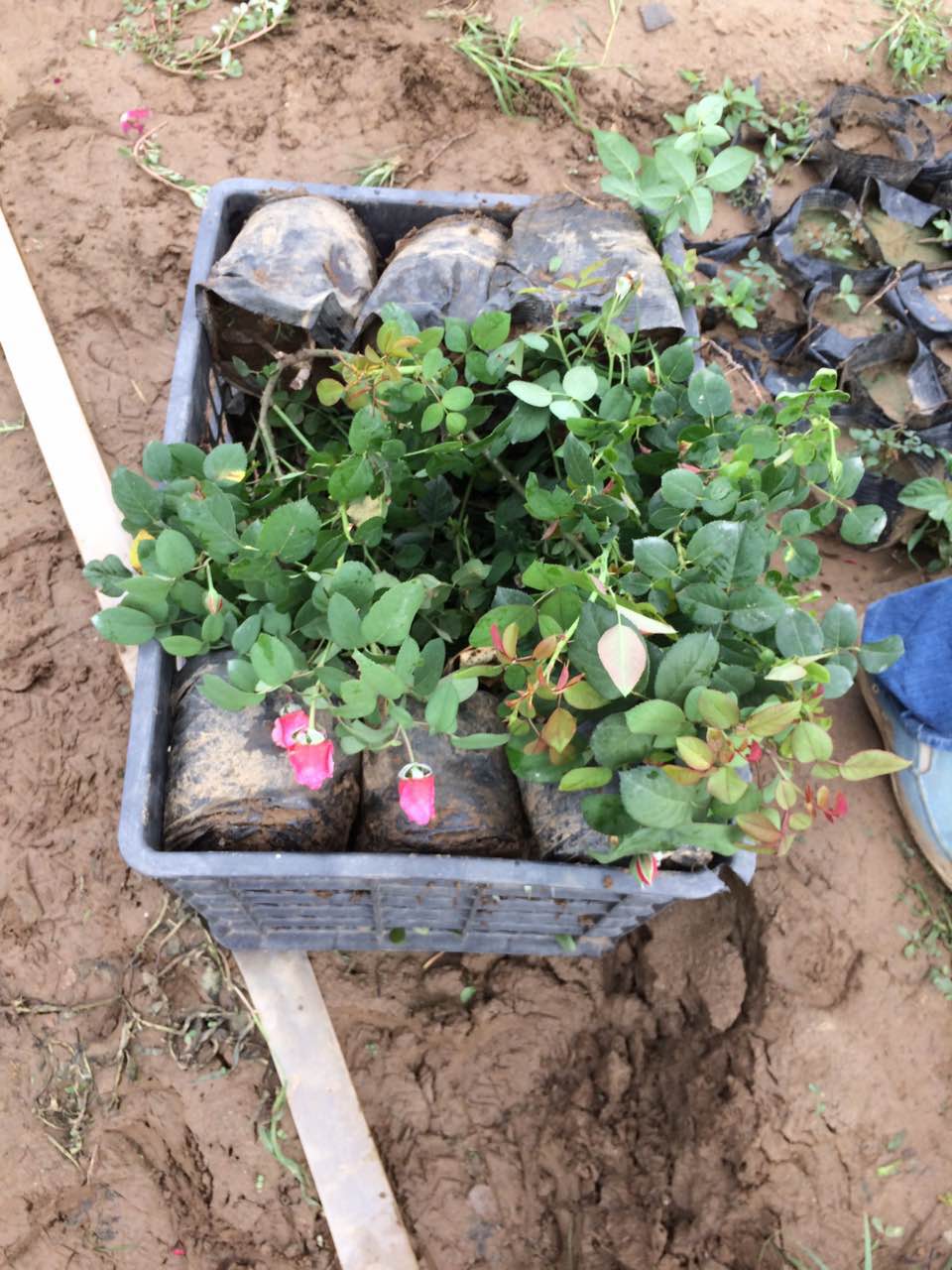 月季花圖片/月季花樣板圖 (2)