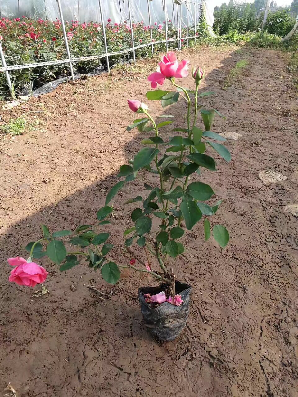 南阳市月季花绿化苗木基地厂家月季花价格_月季花图片_月季花产地_月季花绿化苗木苗圃基地 重庆月季花绿化苗木基地