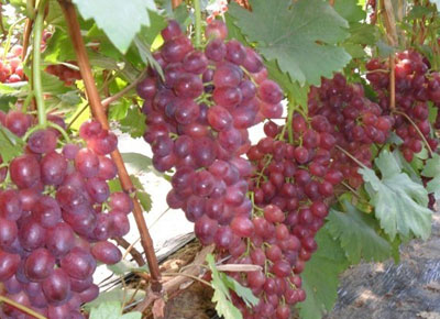 紅芭拉多葡萄圖片/紅芭拉多葡萄樣板圖 (3)