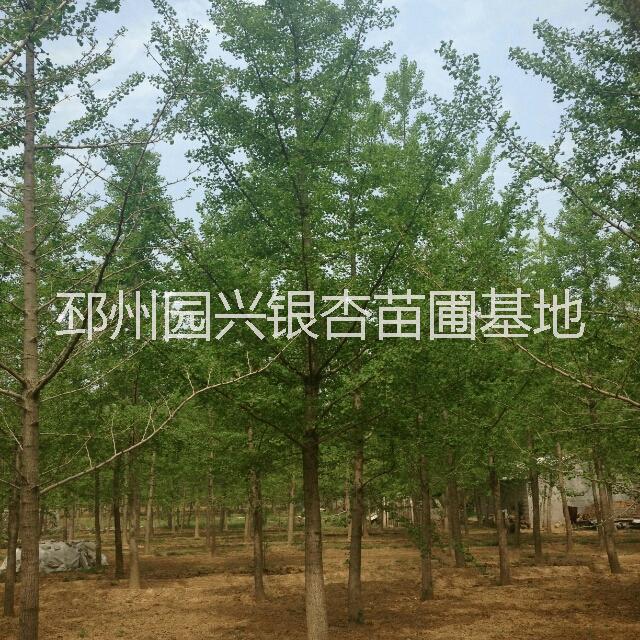 銀杏實生樹圖片/銀杏實生樹樣板圖 (4)