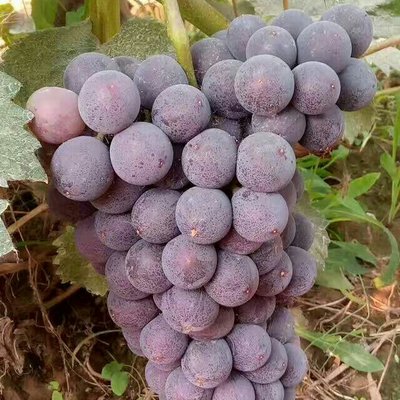 京亞葡萄圖片/京亞葡萄樣板圖 (1)