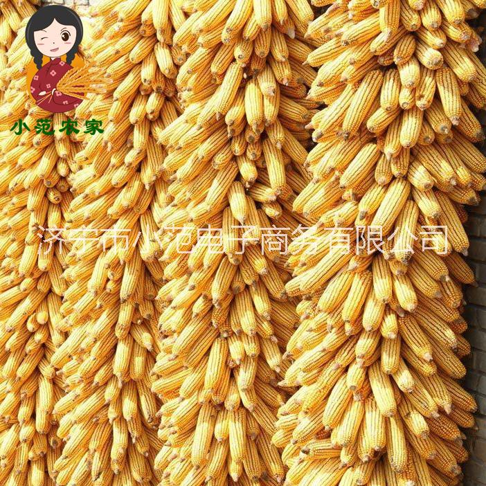 玉米碴 山東農(nóng)家自產(chǎn) 黃玉米茬圖片/玉米碴 山東農(nóng)家自產(chǎn) 黃玉米茬樣板圖 (3)
