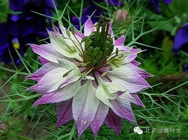 供應(yīng)LVXIN牌黑種草花種圖片/供應(yīng)LVXIN牌黑種草花種樣板圖 (3)