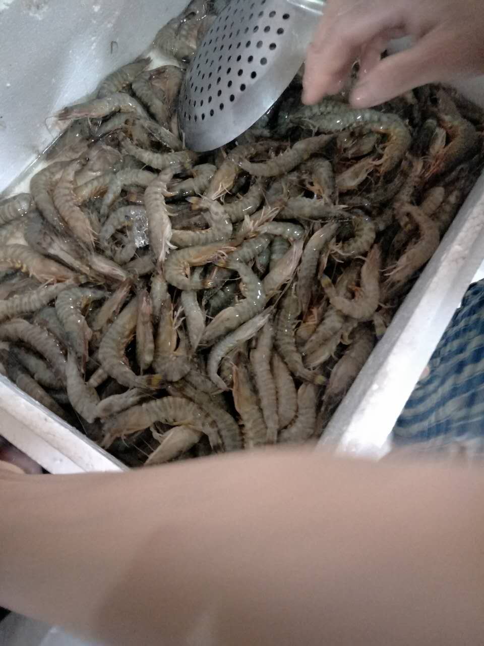 海鮮配送圖片/海鮮配送樣板圖 (3)