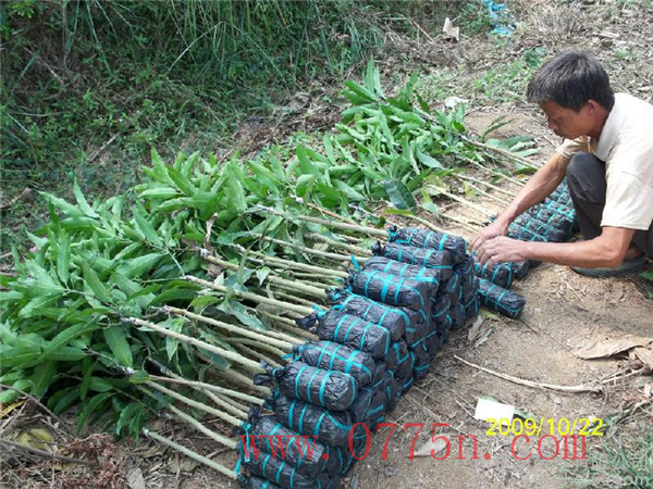 廣西果苗場(chǎng) 金煌芒|嫁接果樹(shù)苗 芒果嫁接苗  金煌芒果苗幾年掛果