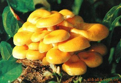 方格金頂菇提取物圖片/方格金頂菇提取物樣板圖 (2)