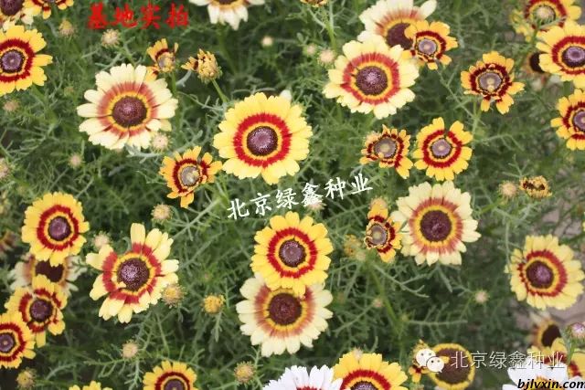 花環(huán)菊圖片/花環(huán)菊樣板圖 (4)