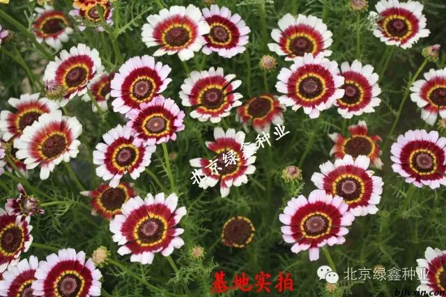 花環(huán)菊圖片/花環(huán)菊樣板圖 (1)