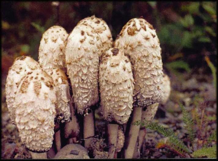 雞腿菇提取物圖片/雞腿菇提取物樣板圖 (2)