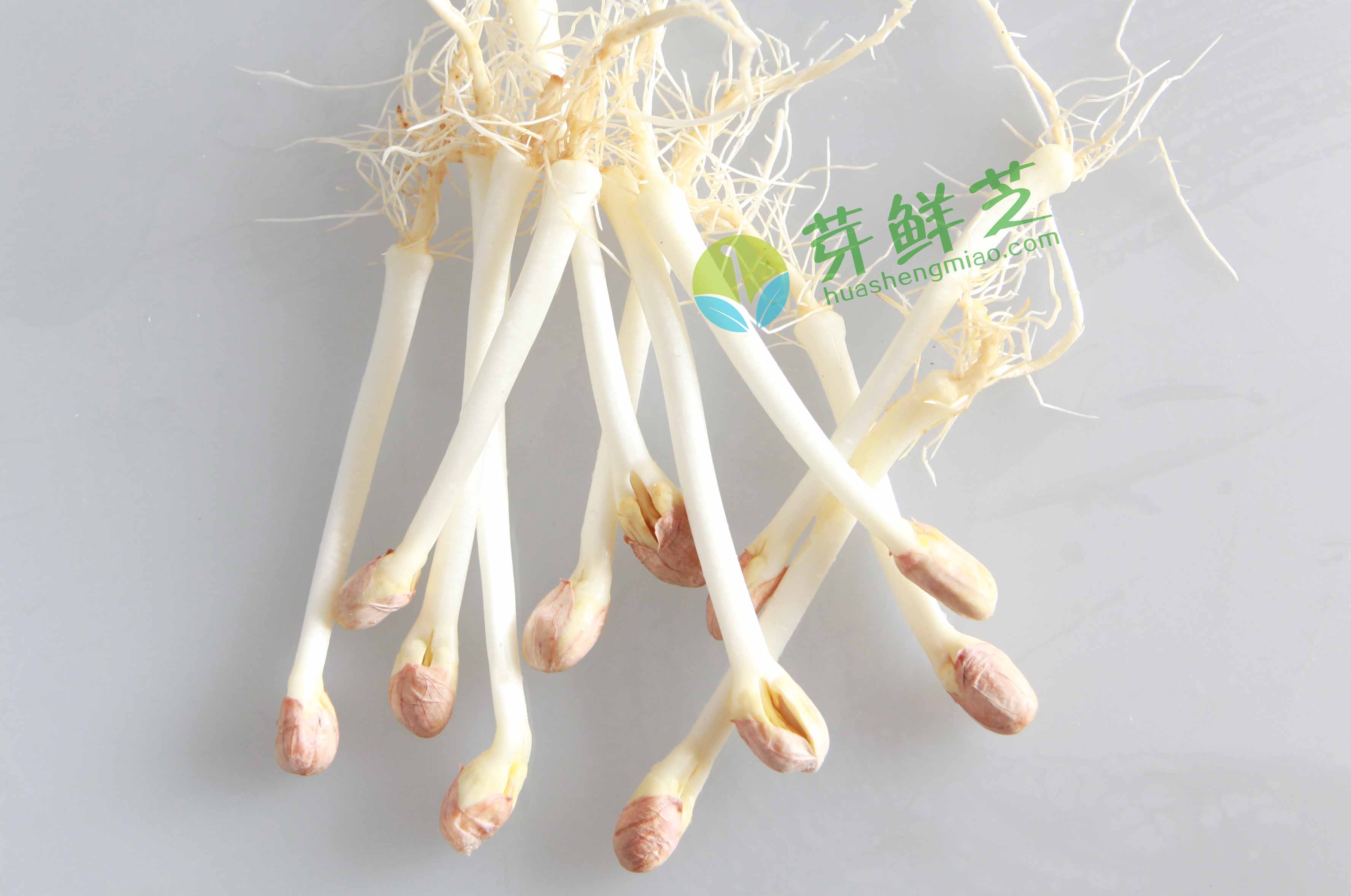生態(tài)花生苗圖片/生態(tài)花生苗樣板圖 (1)