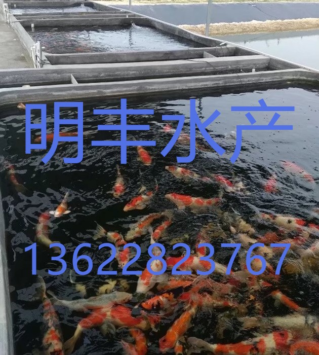 广州市{花都}明丰水产，锦鲤，锦鲤鱼苗厂家