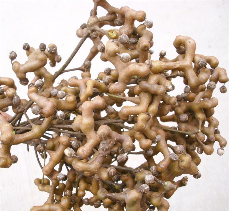 大量供應(yīng)優(yōu)質(zhì)拐棗樹苗批發(fā)價(jià)