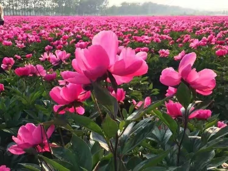 白芍種苗圖片/白芍種苗樣板圖 (4)