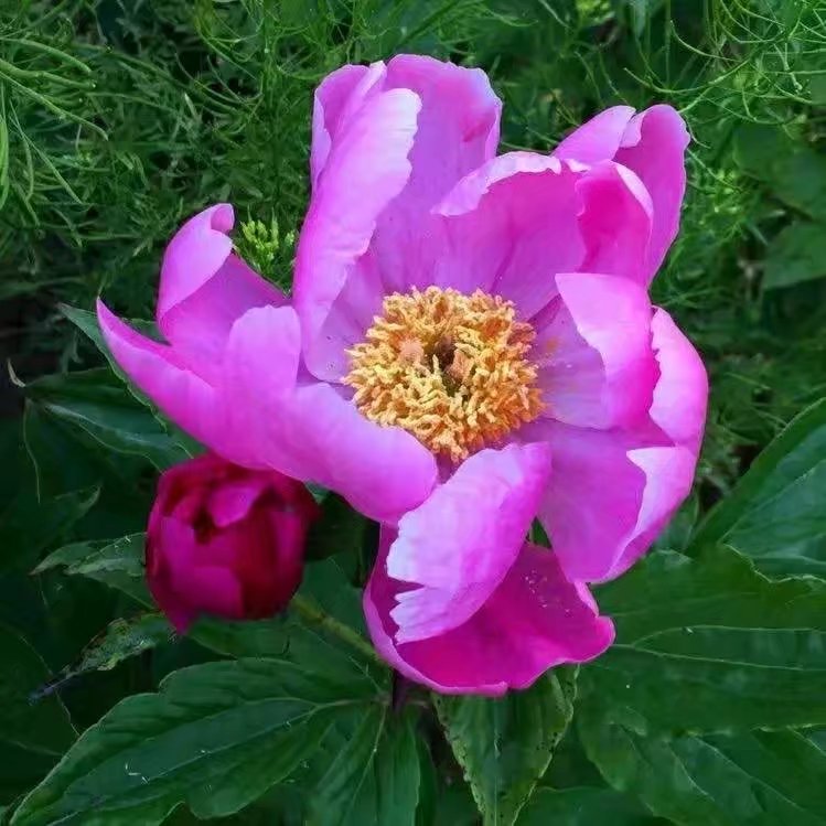 白芍種苗圖片/白芍種苗樣板圖 (2)