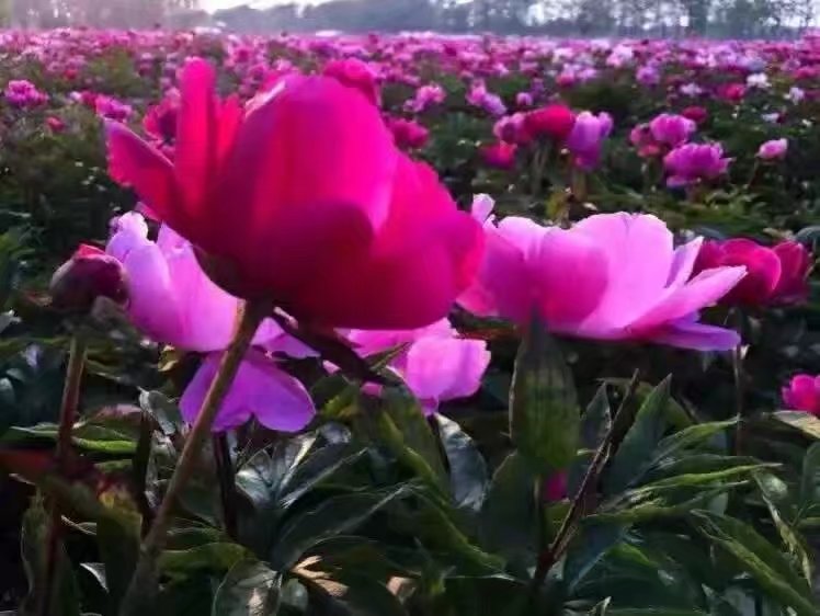 白芍種苗圖片/白芍種苗樣板圖 (3)