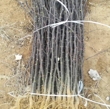 大红袍花椒树批发基地 无刺花椒树 重庆求购花椒树苗图片