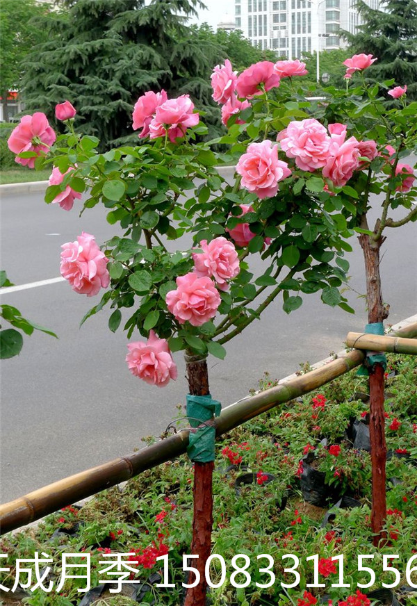 月季圖片/月季樣板圖 (4)