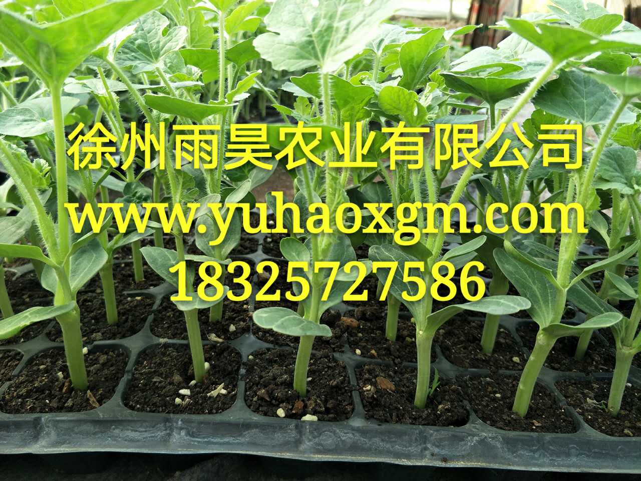 天山種苗西瓜苗西瓜嫁接苗 宿州天山種苗西瓜苗西瓜嫁接苗 宿州天山種苗西瓜苗黃瓜嫁接苗