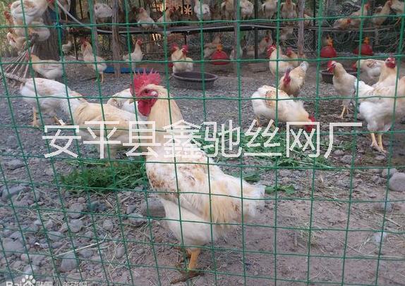 铁丝网养鸡场围栏网@养鸡场围栏网@养鸡场围栏网厂家图片