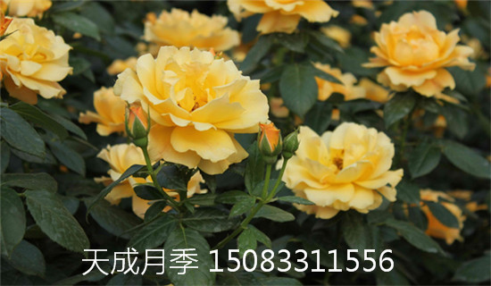 月季大花月季苗盆栽圖片/月季大花月季苗盆栽樣板圖 (4)