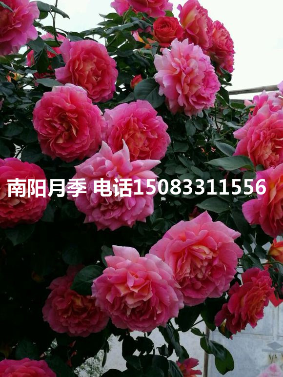 工程月季圖片/工程月季樣板圖 (2)