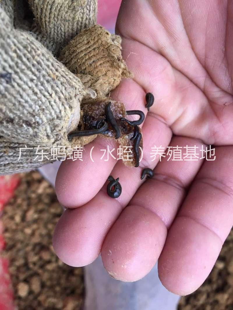 水蛭圖片/水蛭樣板圖 (2)